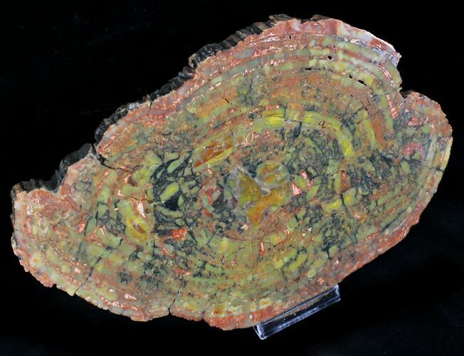 Red Arizona Petrified Wood (Araucarioxylon) Slab - #23347